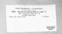Puccinia grossulariae image